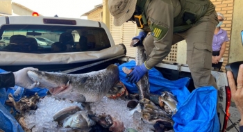 Apreensão de pescado bate recorde na Operação Araguaia